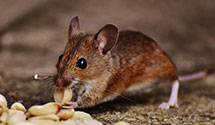 24 Hour & Emergency Exterminators in Worman, PA
